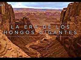 Cultura PROSPECTIVA – Documental – (CAMBIO CLIMÁTICO) / Vigilancia del Cambio Climático – La Era De Los Hongos Gigantes Que Dominaban La Tierra: “PROTOTAXITES LOS TITANES PERDIDOS”.